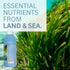Youngevity Body Balance Land & Sea Nutrition - 75+ Nutrients from Sea Vegetables, Honey & Aloe Vera - 32 Fl Oz