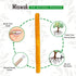 Miswak Sticks for Teeth, Natural Toothbrush, Sewak Toothbrush, Golden 8 Inch (Long, 1) for Whiter Teeth