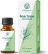 Tea Tree Essential Oil by Essential Delights - 100% Pure & Certified (1 oz.) | Pure Grade Distilled Tea Tree Essential Oil