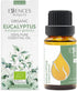 Essences Bulgaria Organic Eucalyptus Essential Oil 0.51 Fl Oz 15ml, 100% Pure Natural for Aromatherapy and Humidifier