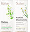 Melissa Essential Oil for Diffuser & Roman Chamomile Essential Oil for Diffuser
