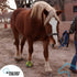 Kinesio Equine Tape - Tex Gold FP Horse Tape, 2”x 16’ Roll, Made Specifically for Horses