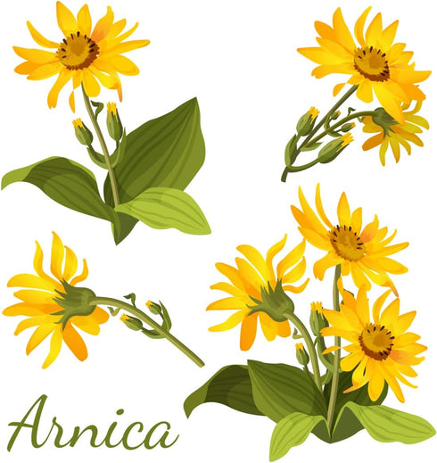 All-Natural Arnica Muscle Balm, Plant-Based Topical Relief for Swelling & Bruising, Made in USA