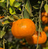 Orange Essential Oil 15ml - Pure Essential Oils for Diffusers and Aromatherapy from Sicily