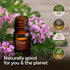 Gya Labs Organic Rose Geranium Essential Oil for Skin - Organic Geranium Oil for Diffuser & Aromatherapy (0.34 fl oz)