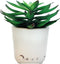 Sleep Plant Sound Machine - Fan Sounds - White Noise - Nature Sounds