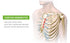 BEIBYE Upper Back and Headache Pain Relief - Help Back Stretcher, Posture Corrector for Costochondritis, Tietze Syndrome