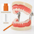 100pcs Interdental, Tooth Flossing Head Cleaning Brush Braces Brush Toothpicks Oral Cleaners