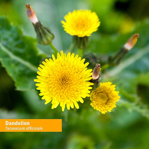 Herb Pharm Dandelion Alcohol-Free Liquid 1 oz