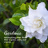 Herb & Root Gardenia Perfume for Women, Single Note Fragrance