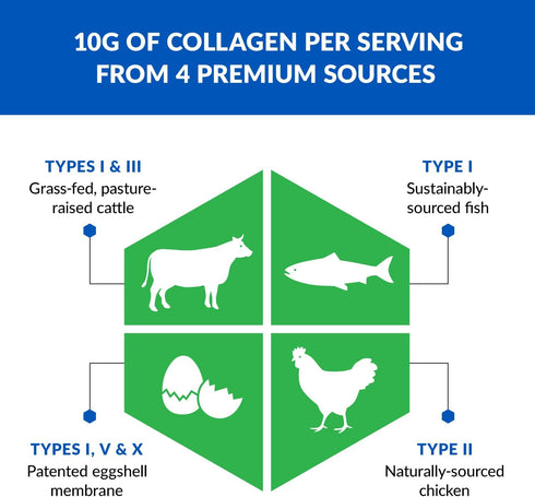 BioTrust Collagen Powder with Turmeric – 5 Types (I, II, III, V, X) – Hydrolyzed Protein for Women & Men (Golden Milk)
