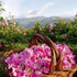 Rose Bulgarian Body Soap with Natural Oil Water - Moisturizing for Gentle Soft Skin, Cleansing and Nourishing