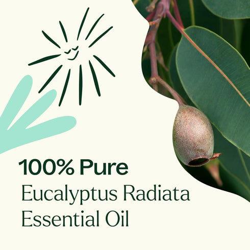 Plant Therapy Eucalyptus Radiata Essential Oil, 100 mL (3.3 oz), 100% Pure, Undiluted