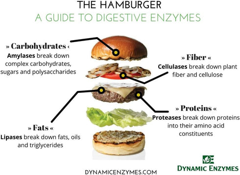Eat E-Z Digestive Enzymes 90 Count for Gut Health Anti-Bloating Digestive Enzyme for Immune Support