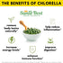 Sunlit Best USDA Organic Premium Chlorella Tablets 1000 Count | 100% Pure Superfood Supplement for Health