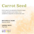 Essential Oil, Replenishing Carrot Seed Aura Cacia, 0.5 fluid ounce
