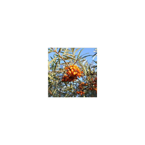 Weleda Hydrating Sea Buckthorn Body Lotion | 6.8 Fluid Ounces (Single Pack)