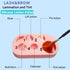 Lash Lift Brow Lamination Palette, DIY Eyelash Eyebrow Lifting Tray for Home Salon Use - 1000 Applications, Pink Black