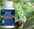 Quick Release Capsules with Safed Musli for Enhanced Wellness