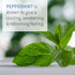 Garden of Life Peppermint Essential Oil, 0.5 fl oz (15 mL), 100% USDA Organic for Diffuser & Aromatherapy