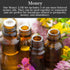 Set Money Oil by Art of The Root | with Wealthy Way, Money Drawing & King Midas Oils | Handmade with Herbs & Essential