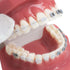 TM-208 Demonstration Orthodontic Model Teeth with Metal and Ceramic Bracket (Red)