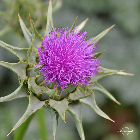 Oregon's Wild Harvest Milk Thistle Organic Herbal Supplement - Non-GMO Vegan Capsules, 180 Count