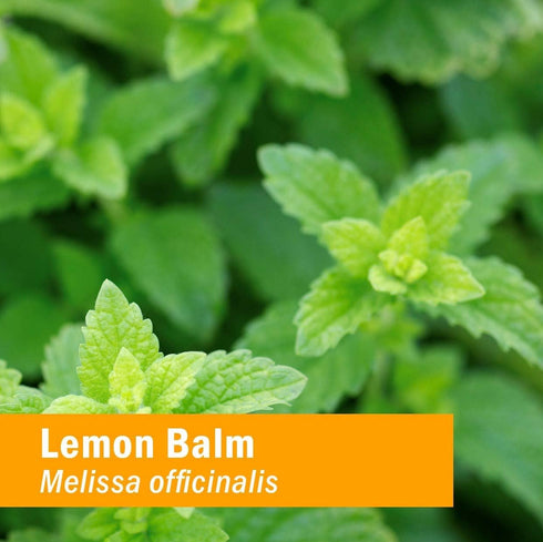 Herb Pharm Certified Organic Lemon Balm Liquid Extract, Calming Nervous System Support, Alcohol-Free Glycerite, 1 Oz