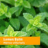 Herb Pharm Certified Organic Lemon Balm Liquid Extract, Calming Nervous System Support, Alcohol-Free Glycerite, 1 Oz