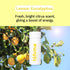 Effervescent Bathroom Air Fresheners - Lemon Eucalyptus Fragrance, Toilet Deodorizer Tablets, 1 Pack