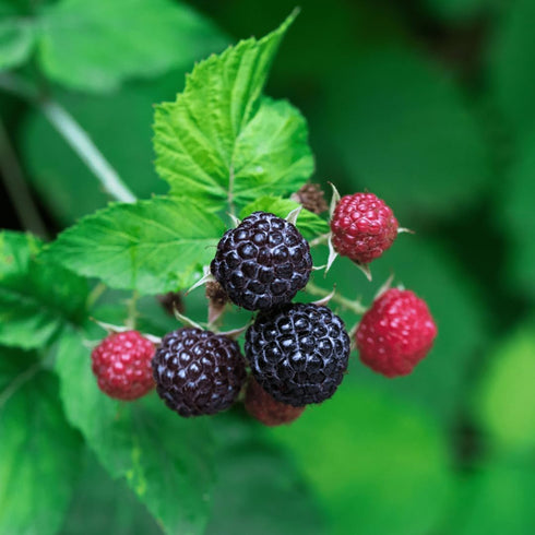 Eclectic Herb Black Raspberry Capsules, 90 CT (300 mg) | Vegan Superfood Supplement & Immune Support