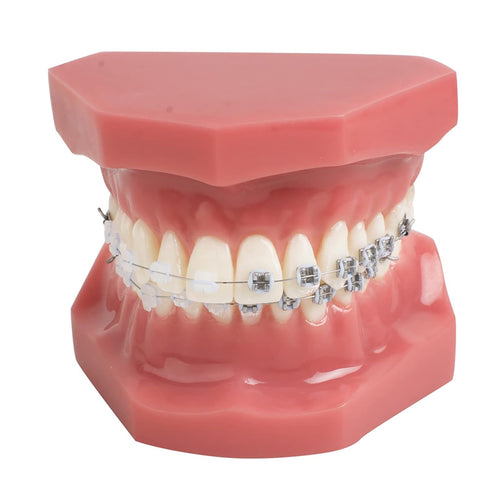 TM-208 Demonstration Orthodontic Model Teeth with Metal and Ceramic Bracket (Red)