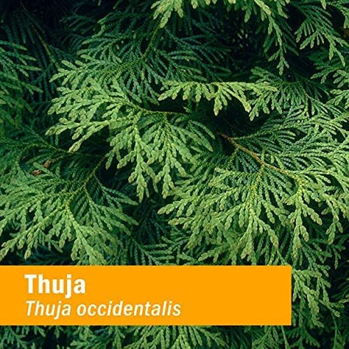 Herb Pharm Thuja Branchlet Liquid Extract, 1 Ounce