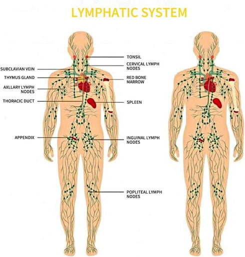 Ginger Oil, Natural Body Oil for Skin, Massage Oil for Lymphatic Drainage, Warming and Relaxing for Gifts