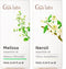 Gya Labs Melissa & Neroli Essential Oil for Skin Set Premium Grade