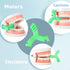 8 Pcs Y Shaped Aligner Colorful Tray Seaters for Invisible or Metal Braces, 8 Colors and Scents