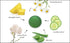 Raya Cucumber Ice Sorbet Masque (608) - Soothing & Cooling Facial Gel Mask for All Skin - Reduces Redness & Inflammation