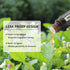 GREENSLEEVES Jasmine Essential Oil for Diffuser, 100% Pure Organic Jasmine Aromatherapy Oil for Humidifiers, Perfume, Soap Making - 0.33 Fl Oz