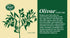 Olivae Castile Bar Soap, 3 Bar Set