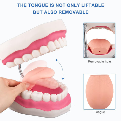 Tooth Brushing Model, 6 Time Tongue Teeth Model for Speech Therapy and Kids Dental Care Teaching Demonstration