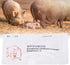 Sow Pregnancy Test Strips for Accurate Pig Pregnancy Diagnosis