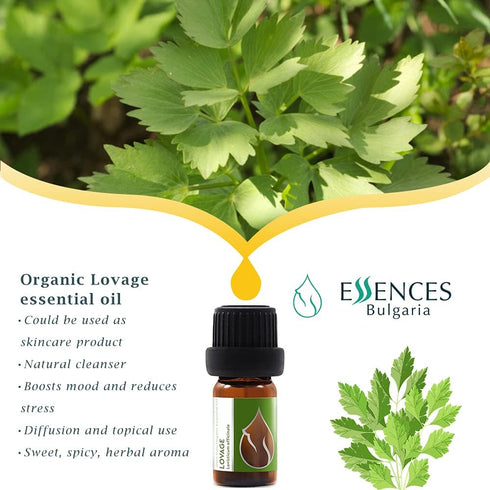 Essences Bulgaria Organic Lovage Essential Oil - 1/6 Fl Oz, 100% Pure and Natural, Therapeutic Grade