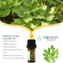 Essences Bulgaria Organic Lovage Essential Oil - 1/6 Fl Oz, 100% Pure and Natural, Therapeutic Grade