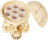 New Star Tattoo Ink Cup Holder, Hard Skull Resin Stand with 7 Holes for Tattoo Supplies and Permanent Makeup Kit