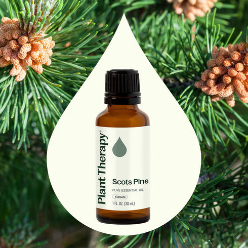 Plant Therapy Scots Pine Essential Oil 30 mL (1 oz) 100% Pure, Undiluted