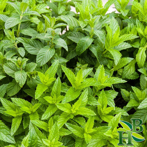 Spearmint Leaf C/S | Cut & Sifted | Mentha Spicata | Wildcrafted | 4oz