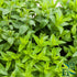 Spearmint Leaf C/S | Cut & Sifted | Mentha Spicata | Wildcrafted | 4oz