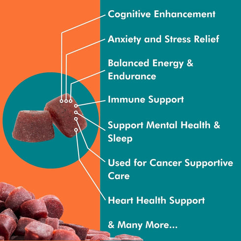 BRAIN WAVE Superfood Mushroom Gummies - Daily Multi Mushroom Supplement - Lions Mane, Reishi, Cordyceps, Turkey Tail,