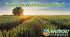 Wheatgrass Powder - USDA Certified Organic, Rich In Essential Amino Acids, Chlorophyll, Antioxidants, Fatty Acids,