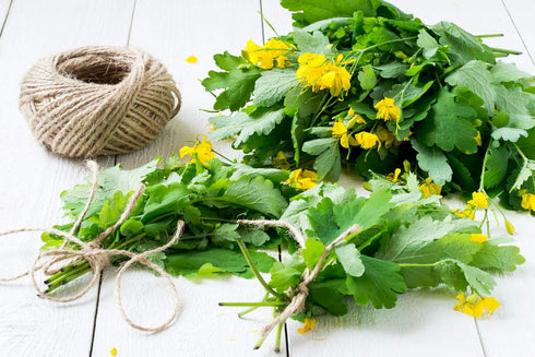 Health Embassy Greater Celandine Herb | 100% Natural Chelidonium Majus L. (50g)